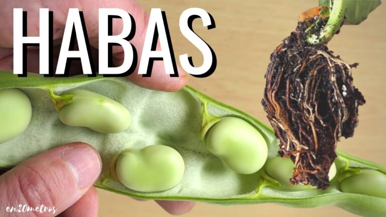 Guía para Comprar Productos de Cultivo Hidropónico en Cazorla
