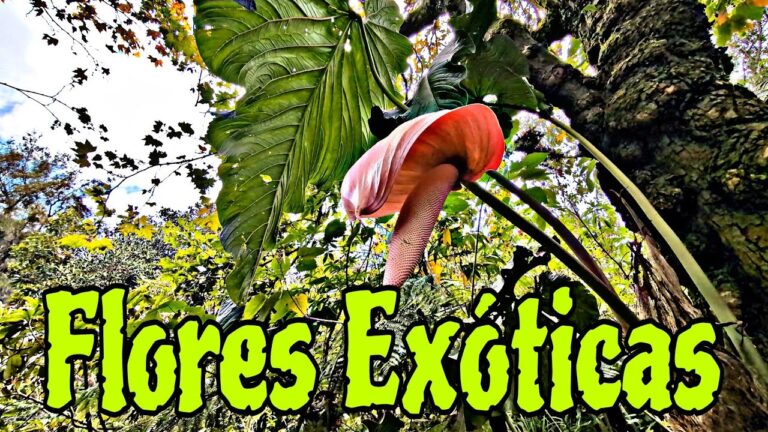 Jardines Botánicos en La Carolina: Descubre sus Ubicaciones
